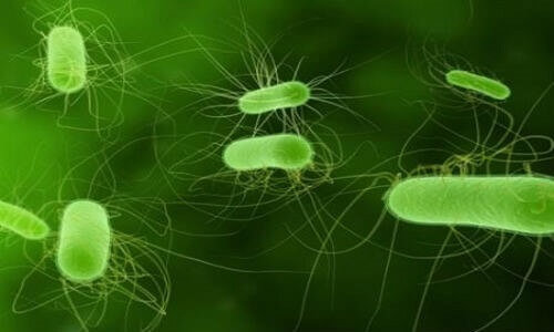  Vi khuẩn E.Coli cư trú trong đường ruột cơ thể người